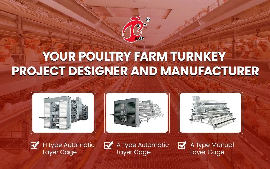 Bestchickencage Ordinary Type Layer Cage China 20 Chickens Large Chicken Layer Coop Factory Windproof Feature Automatic Layer Cages Egg Chicken Poultry Farm