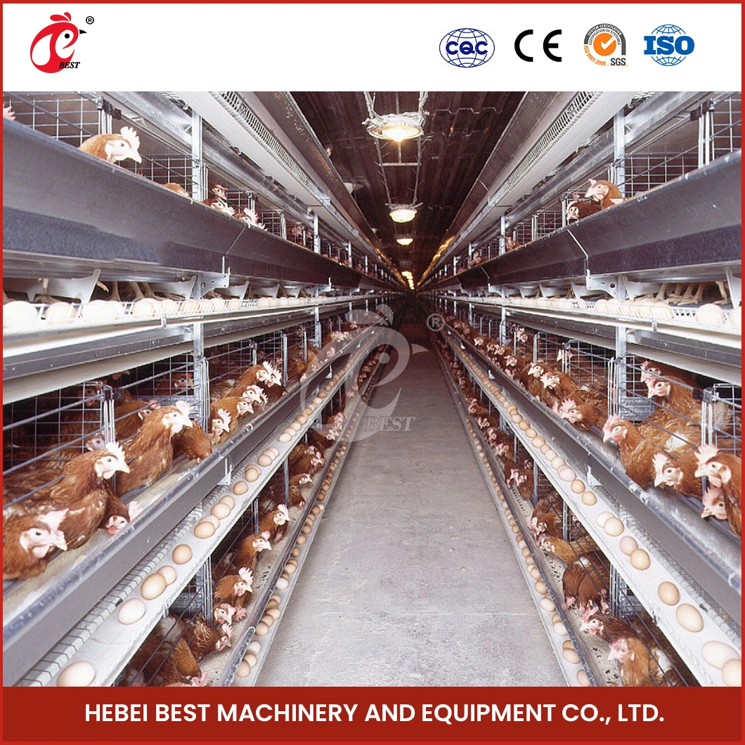 Bestchickencage H Type Breeder Cage Layer Cage China Outdoor Chicken Layer Cage Frame Manufacturing Free Sample Automatic Layer Cages Egg Chicken Poultry Farm