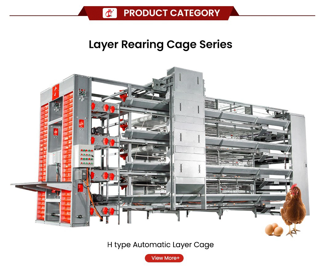 Bestchickencage Ordinary Type Layer Cage China 20 Chickens Large Chicken Layer Coop Factory Windproof Feature Automatic Layer Cages Egg Chicken Poultry Farm